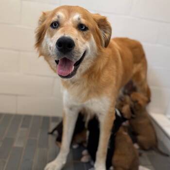 Mixed Breed Dogs Available for Adoption in Bellingham, Washington - Suki | PetCurious