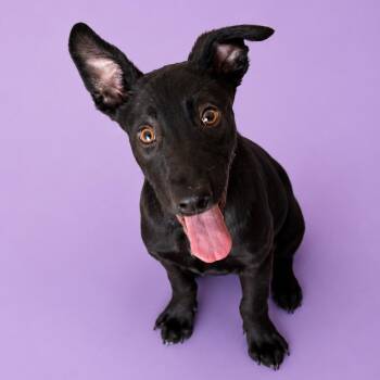 Raisin -  Pit Bull Terrier Dog Available for Adoption in Concord, North Carolina - Raisin | PetCurious