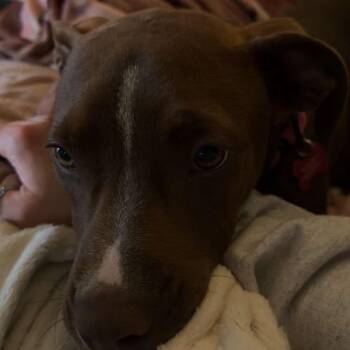 Bridget  (aka Stella) -  Pit Bull Terrier Dog for Adoption in Ferndale, Michigan - Bridget  (aka Stella) | PetCurious