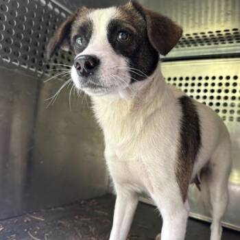 Parson Russell Terrier and Beagle Dogs Available for Adoption in Morton Grove, Illinois - TD | PetCurious