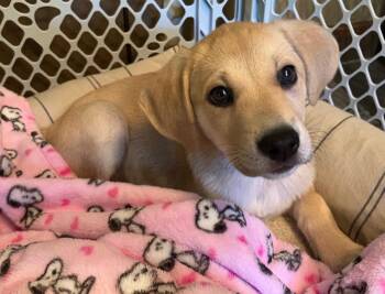 Labrador Retriever Dogs Available for Adoption in Nashville, Tennessee - Faith | PetCurious