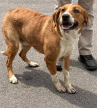 Toby -  Terrier Dog for Adoption in Campbellsville, Kentucky - Toby | PetCurious