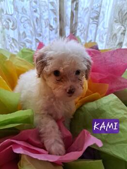 Kami -  Maltipoo Dog for Adoption in Maitland, Florida - Kami | PetCurious