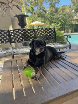 Rescue Chihuahua Dogs for Adoption in Richmond, Texas - Terry Crews | PetCurious