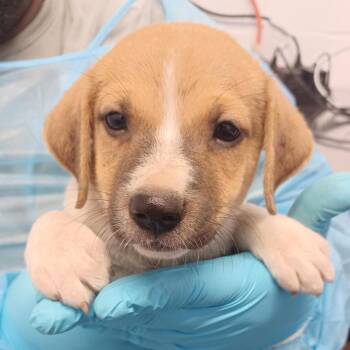 Tonka -  Labrador Retriever and Catahoula Leopard Dog Dog for Adoption in Hattiesburg, Mississippi - Tonka | PetCurious
