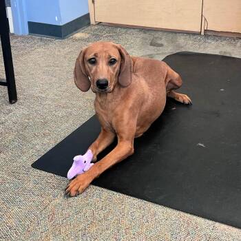 Redbone Coonhound Dogs Available for Adoption in Lindon, Utah - Bonnie | PetCurious