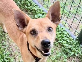 Rescue Mixed Breed Dogs for Adoption in Georgetown, Texas - Alita | PetCurious