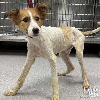 Pine Cone -  Jack Russell Terrier Dog for Adoption in Washington, District Of Columbia - Pine Cone | PetCurious