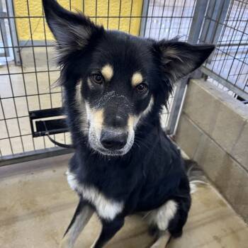 Rescue German Shepherd Dog and Australian Kelpie Dogs for Adoption in Floresville, Texas - Navi | PetCurious
