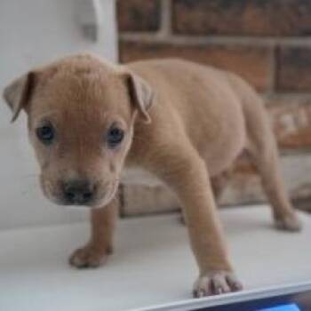 Mixed Breed Dogs Available for Adoption in Bellingham, Washington - Oatmeal | PetCurious
