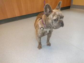 FLAMINGO -  French Bulldog Dog for Adoption in San Jose, California - FLAMINGO | PetCurious