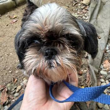Gabby -  Shih Tzu Dog for Adoption in West Chester, Pennsylvania - Gabby | PetCurious