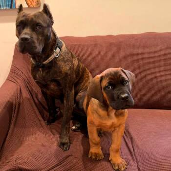 ATLAS -  Mastiff and Mixed Breed Dog for Adoption in Richmond, California - ATLAS | PetCurious
