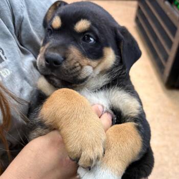 Nemo -  Rottweiler and Mixed Breed Dog for Adoption in Tacoma, Washington - Nemo | PetCurious