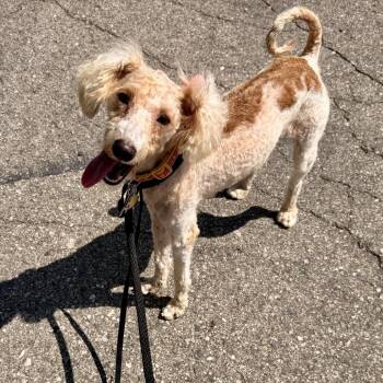 Crumpet -  Poodle and Mixed Breed Dog for Adoption in Metamora, Michigan - Crumpet | PetCurious