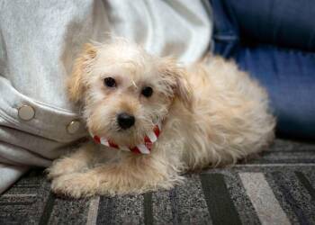 Delta -  Chihuahua and Border Terrier Dog for Adoption in West Richland, Washington - Delta | PetCurious