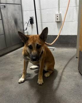 RIO -  German Shepherd Dog and Mixed Breed Dog for Adoption - RIO | PetCurious