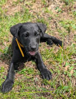 Airedale Terrier and Labrador Retriever Dogs Available for Adoption - Loki | PetCurious