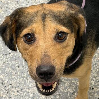 Emmy -  Hound Dog for Adoption in Bronson, Florida - Emmy | PetCurious