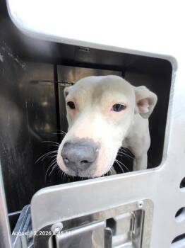 SABINE -  American Staffordshire Terrier Dog for Adoption in San Antonio, Texas - SABINE | PetCurious