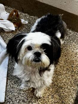 Shih Tzu Dogs Available for Adoption - Kathy | PetCurious