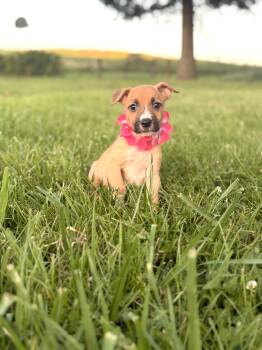 Oona -  Mixed Breed Dog for Adoption in Gradyville, Kentucky - Oona | PetCurious