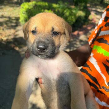 Wanda -  Yellow Labrador Retriever and Mixed Breed Dog for Adoption in Clarksdale, Mississippi - Wanda | PetCurious
