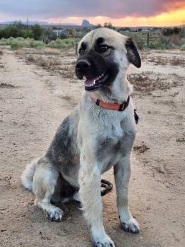 Rescue Mixed Breed Dogs for Adoption in Durango, Colorado - Relay | PetCurious
