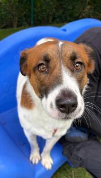 Australian Shepherd and Mixed Breed Dogs Available for Adoption in North Miami Beach, Florida - Emma | PetCurious