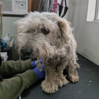 Poodle Dogs Available for Adoption in Houston, Texas - Judie | PetCurious