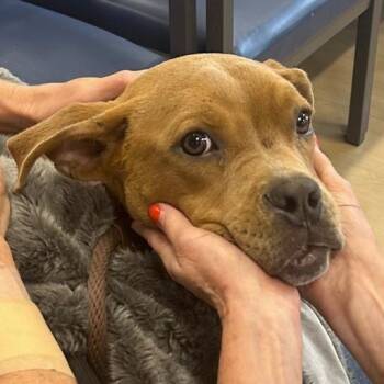 Bruno -  Pit Bull Terrier Dog for Adoption in Naperville, Illinois - Bruno | PetCurious