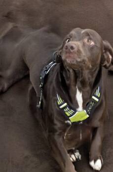 Labrador Retriever and Basset Hound Dogs Available for Adoption - Moose  | PetCurious