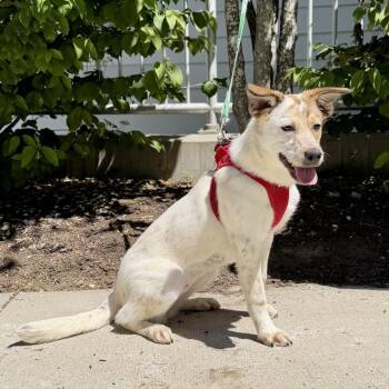 Libby -  Cattle Dog Dog for Adoption in East Hampton, New York - Libby | PetCurious