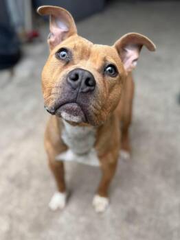 Pit Bull Terrier Dogs Available for Adoption in Chicago, Illinois - Ollie | PetCurious