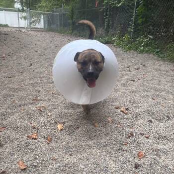 Titan -  Dutch Shepherd and Norwegian Elkhound Dog for Adoption in Greenville, Pennsylvania - Titan | PetCurious