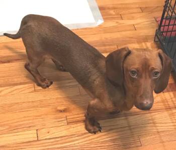 Oso  -   So Ca -  Dachshund Dog for Adoption in Los Angeles, California - Oso  -   So Ca | PetCurious