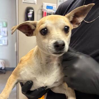 Chihuahua Dogs Available for Adoption in Yuma, Arizona - Becky | PetCurious