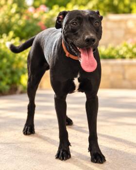Max- In Foster -  Labrador Retriever and Pit Bull Terrier Dog for Adoption in Rockwall, Texas - Max- In Foster | PetCurious