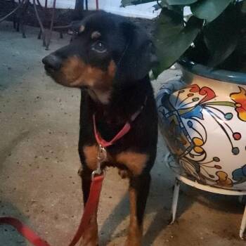 Prosecute -  Mixed Breed Dog for Adoption in Fredericksburg, Virginia - Prosecute | PetCurious