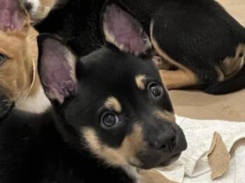 Tilapia -  Shepherd and Australian Cattle Dog Blue Heeler Dog for Adoption in Portland, Oregon - Tilapia | PetCurious