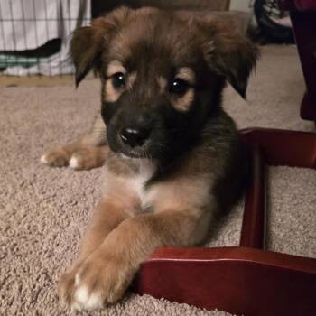 Janis -  Mixed Breed Dog for Adoption in Buffalo, Minnesota - Janis | PetCurious