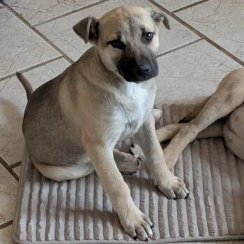 Anatolian Shepherd Dogs Available for Adoption - Liberty | PetCurious