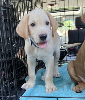 Mich-ADOPTION PENDING -  Mixed Breed Dog for Adoption in Mount Pleasant, South Carolina - Mich-ADOPTION PENDING | PetCurious
