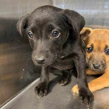 Mixed Breed Dogs Available for Adoption - Maddie | PetCurious