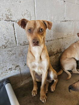 Rescue Shepherd and Chihuahua Dogs for Adoption in El Centro, California - Phineas | PetCurious