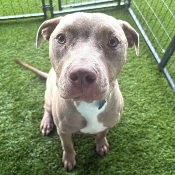 Clove -  Pit Bull Terrier Dog for Adoption in Tampa, Florida - Clove | PetCurious