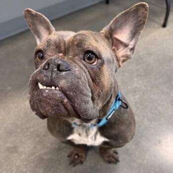 Mixed Breed Dogs Available for Adoption - Lola | PetCurious