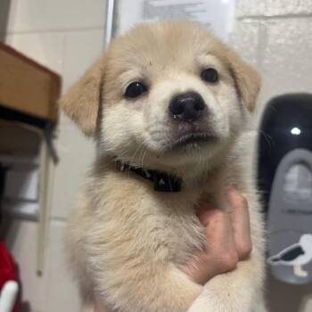 Mr. Pibb -  Mixed Breed Dog for Adoption in Milton, Florida - Mr. Pibb | PetCurious