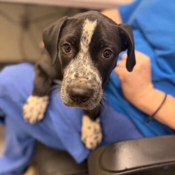 Thelma(Foster for the Heat) -  Mixed Breed Dog for Adoption in Columbiana, Alabama - Thelma(Foster For The Heat) | PetCurious