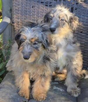 MORTI or MONTI Mini Aussiepoo -  Aussiedoodle Dog for Adoption in Woodsfield, Ohio - MORTI Or MONTI Mini Aussiepoo | PetCurious
